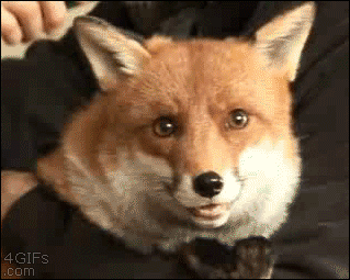 fox.gif