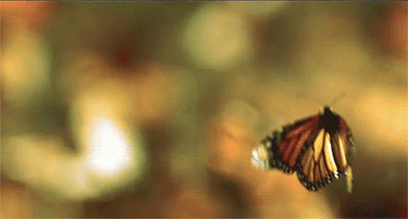 butterfly-gif-animation-8.gif