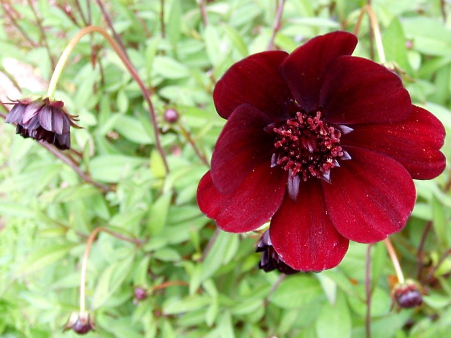 Chocolate_Cosmos_atrosanguineus.jpg