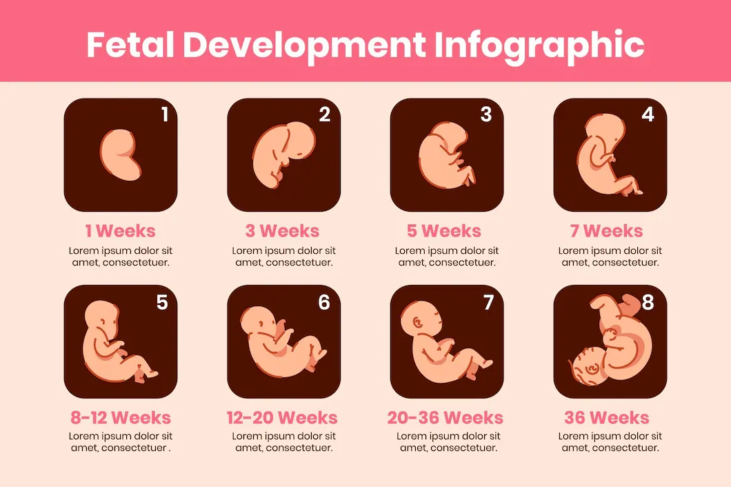 creative-fetal-development-collection_23-2149219382.webp