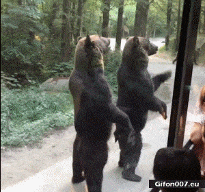 Funny-Video-Bears-Eating-Gif.gif