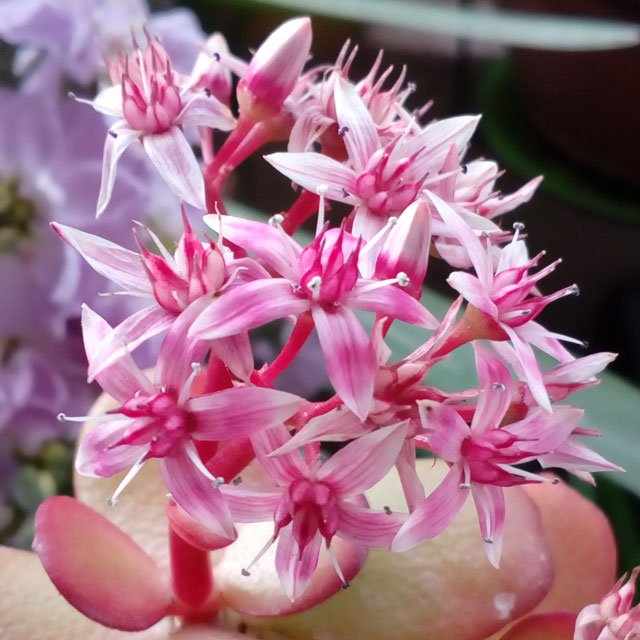 Crassula ovata pink flowers-43.jpg