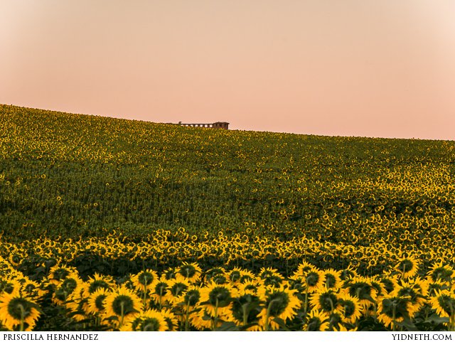 priscilla Hernandez sunflowers - by priscilla Hernandez (yidneth.com)-11.jpg