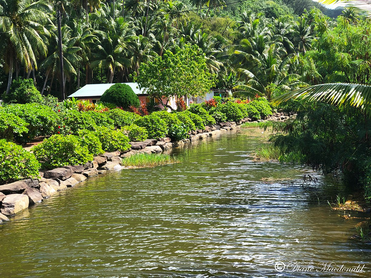 hoses by stream parea huahine.jpg