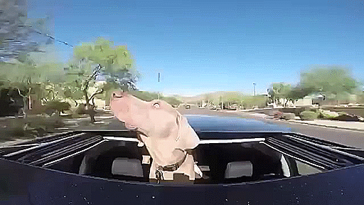 riding in cars dog.gif