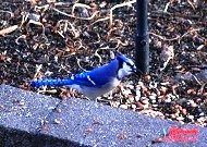 BlueJay.jpg