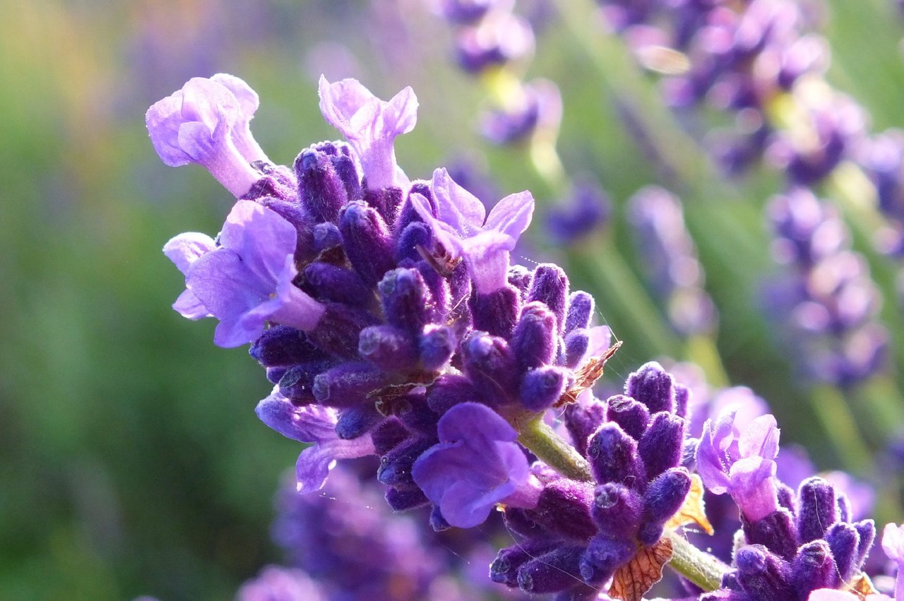 0697-Lavender.JPG