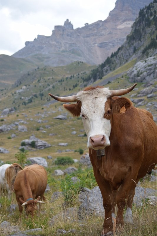 vaca steem.jpg
