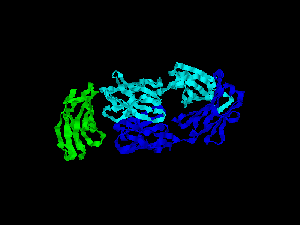 CD28_structure.gif