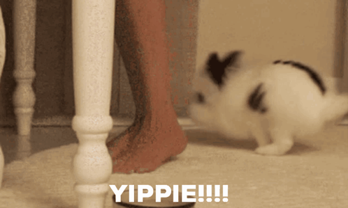 BunnyHappyBunnyGIF.gif