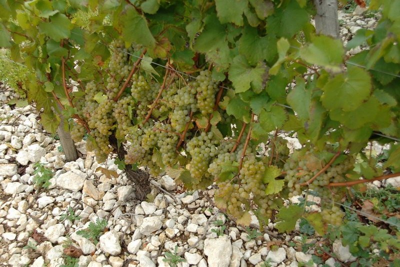 chablis-soil-and-grape.jpg