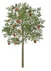 apple tree.jpg