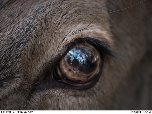 reflection eye - by Héctor Corcín.jpg