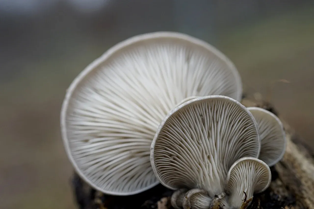 oyster-mushrooms-7742902_1280.webp