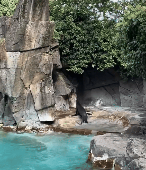 IMG_0628.gif