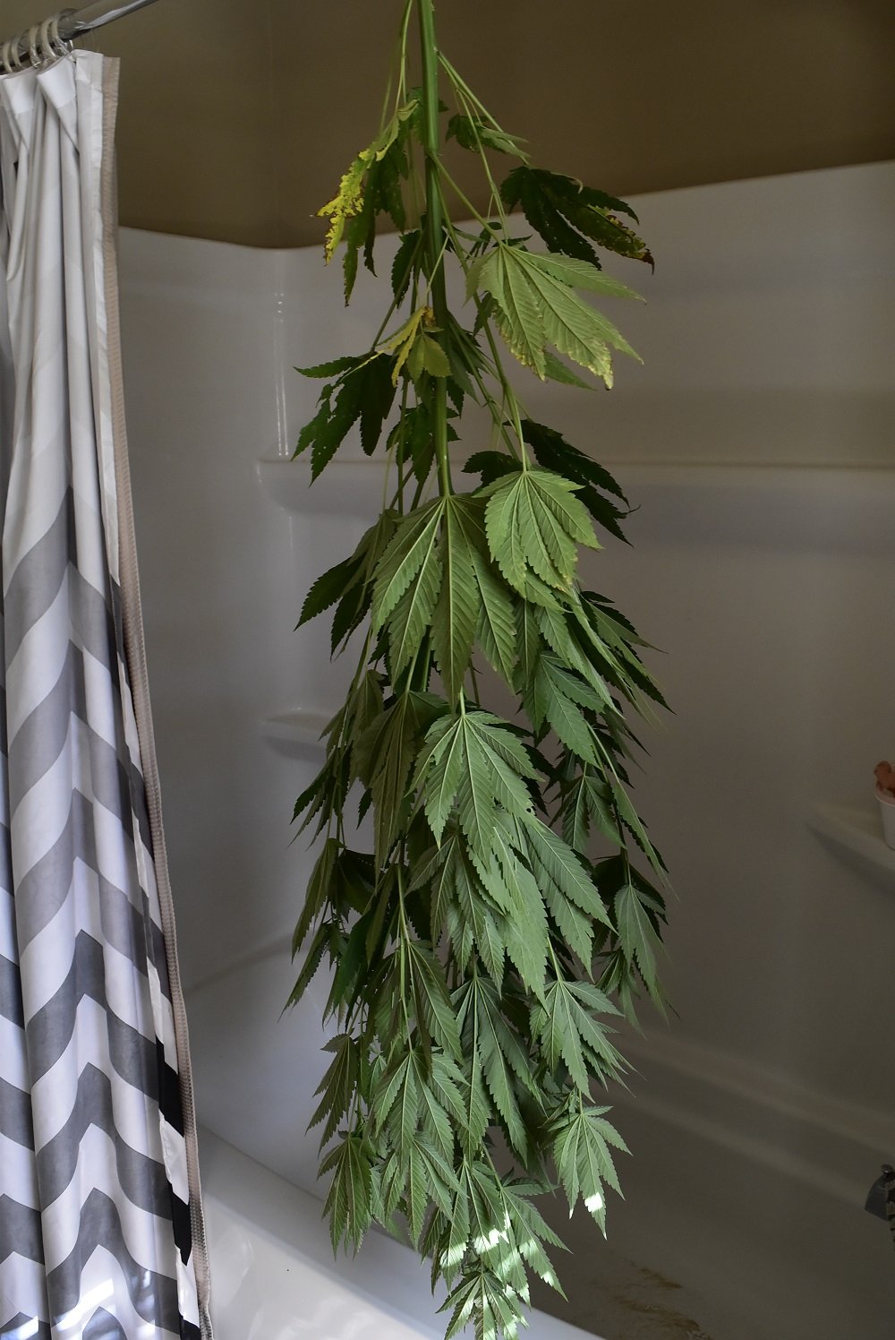 How To Sex Cannabis Plants Early