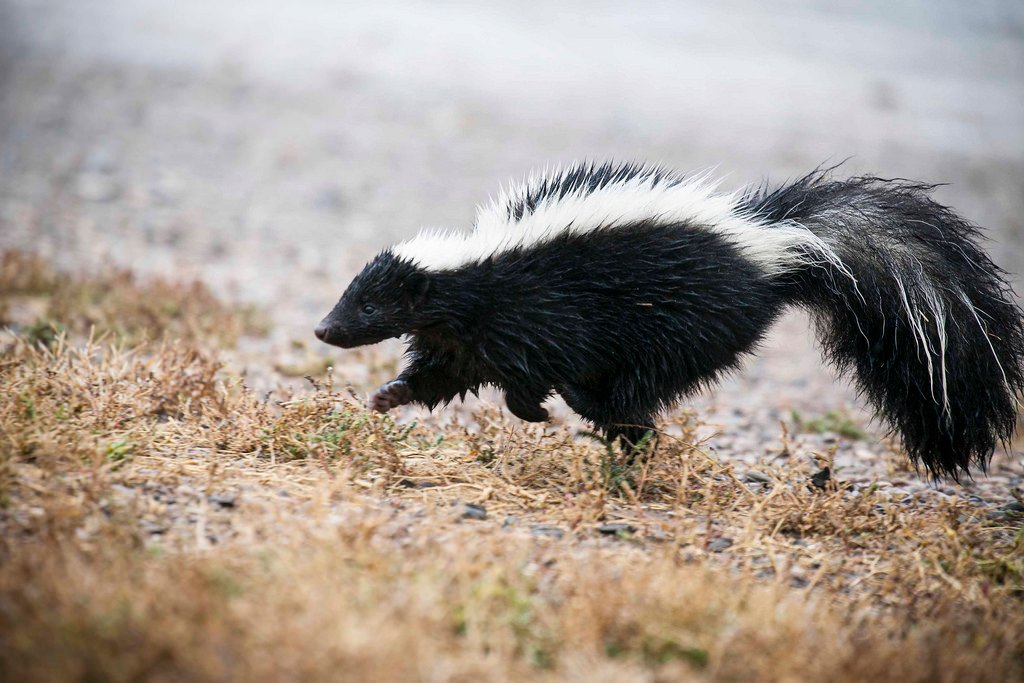 skunk.jpg