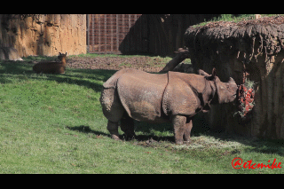 Indian Rhino rhinoceros henry doorly zoo asian highlands exhibit IR0016a.gif