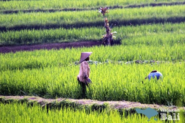 arrozales-ubud-bali.jpg