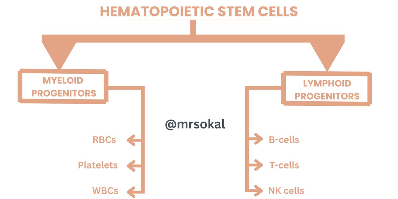 SEC S20W1   Hematopoiesis - Module 1 (2).jpg