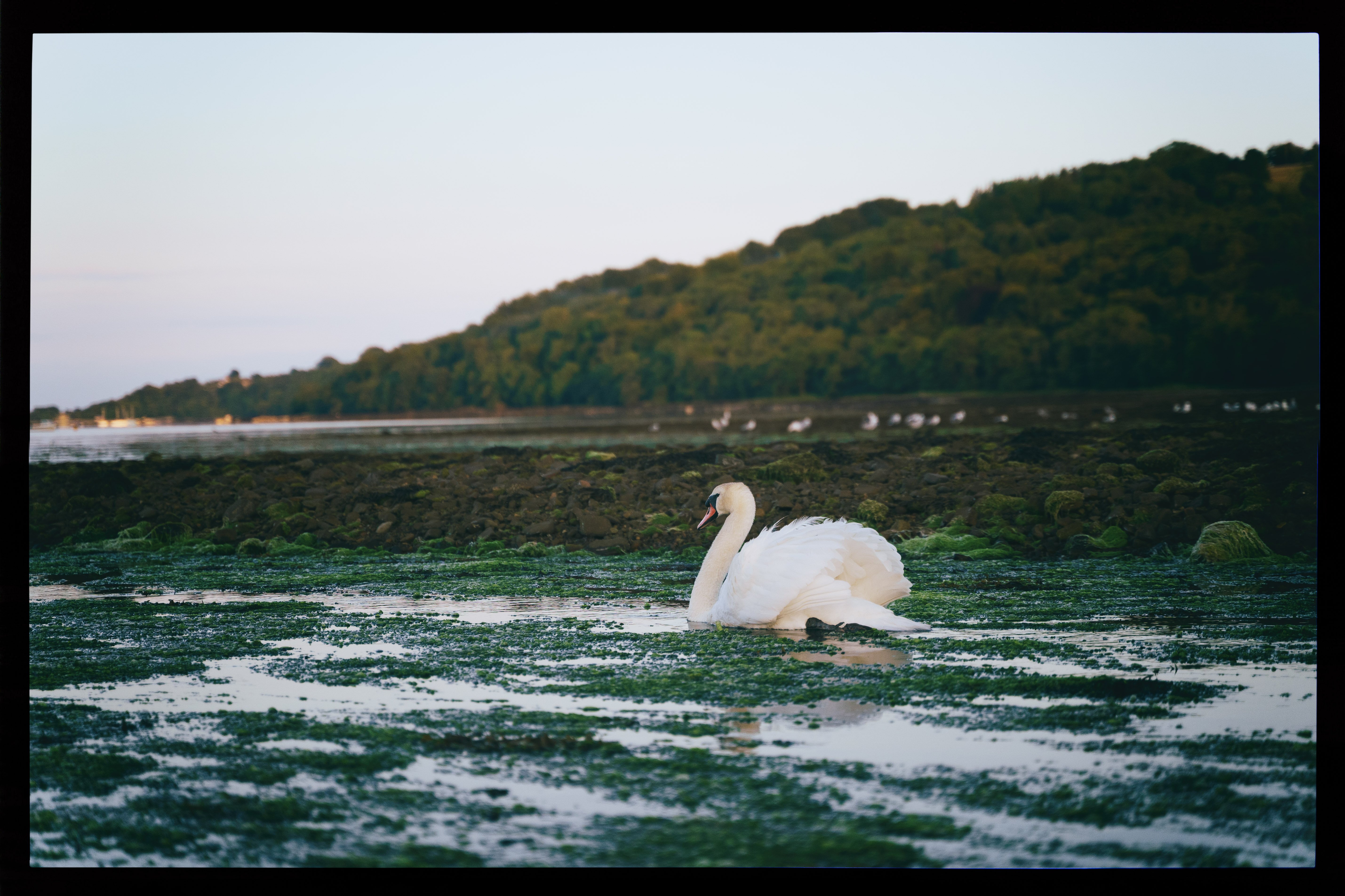 swan