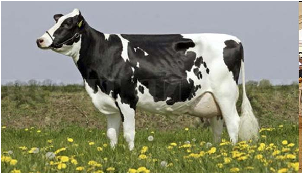 Tips For Breeding Healthy Dairy Cows Steemkr