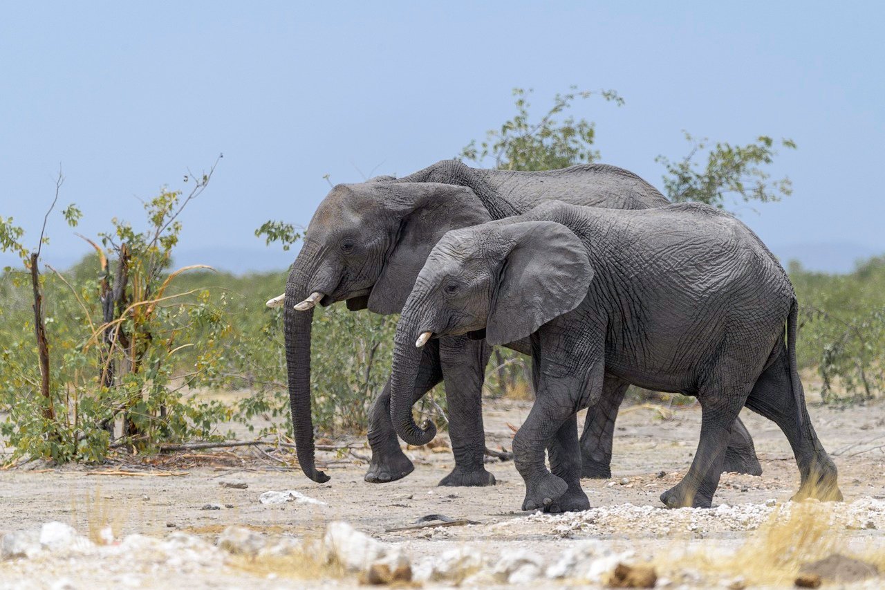 elephants-5889403_1280.jpg