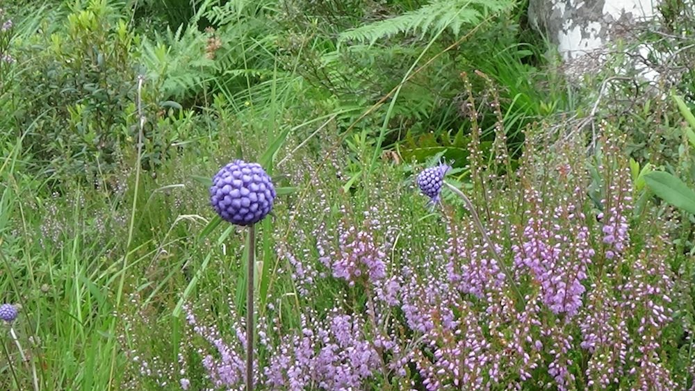 55 Lovely purple flowers.jpg