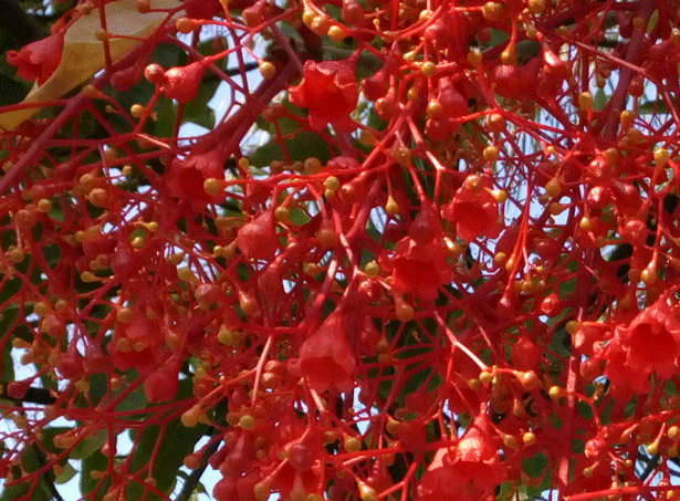 Brachychiton-acerifolium-8.gif