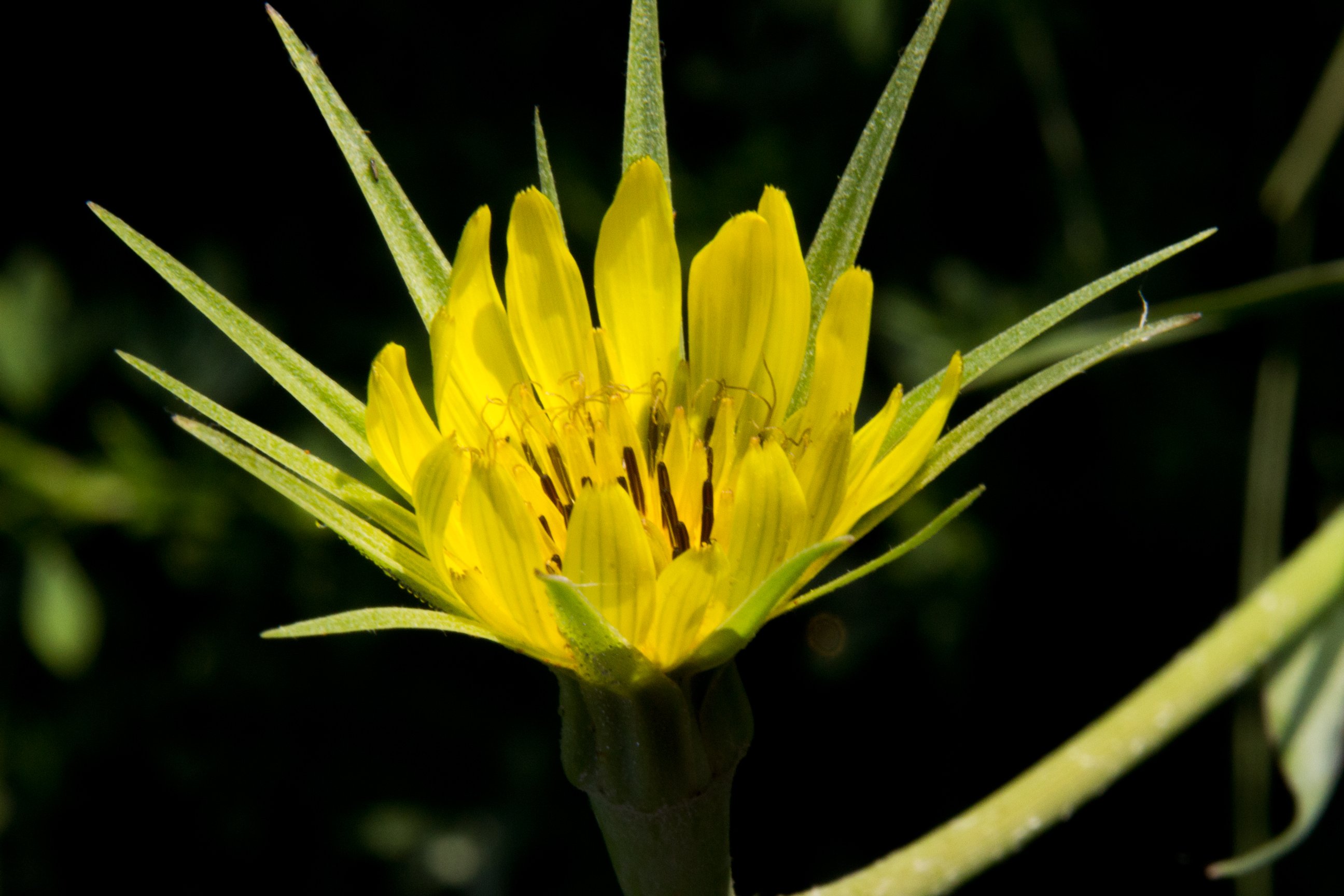 tragopogon-dubius-IMG_7446.jpg