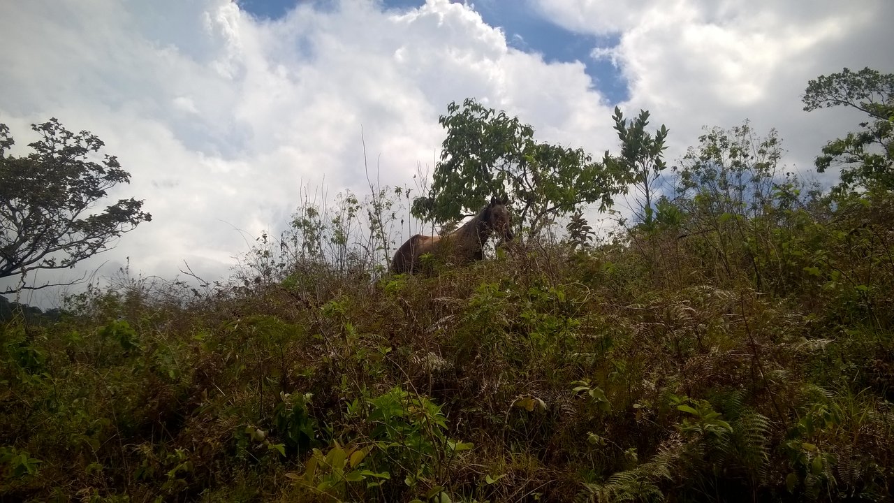 WP_20180509_022.jpg