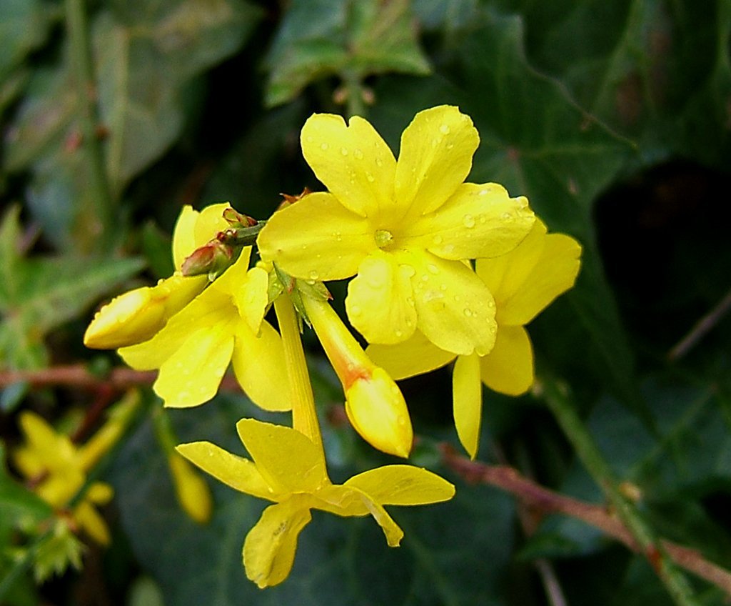 Jasminum-nudiflorum.jpg