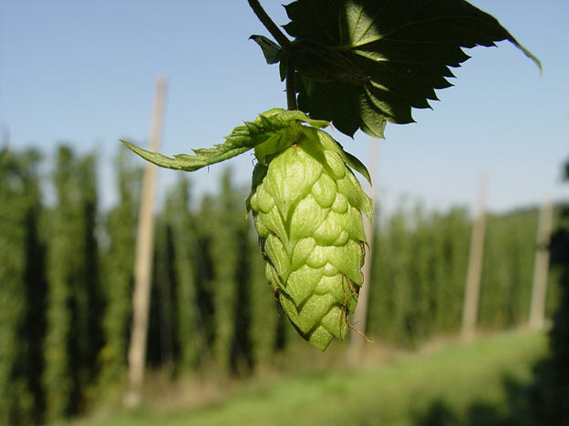 Brewing Without Hops: Genetically Engineering Yeast To Make Hoppy Flavor