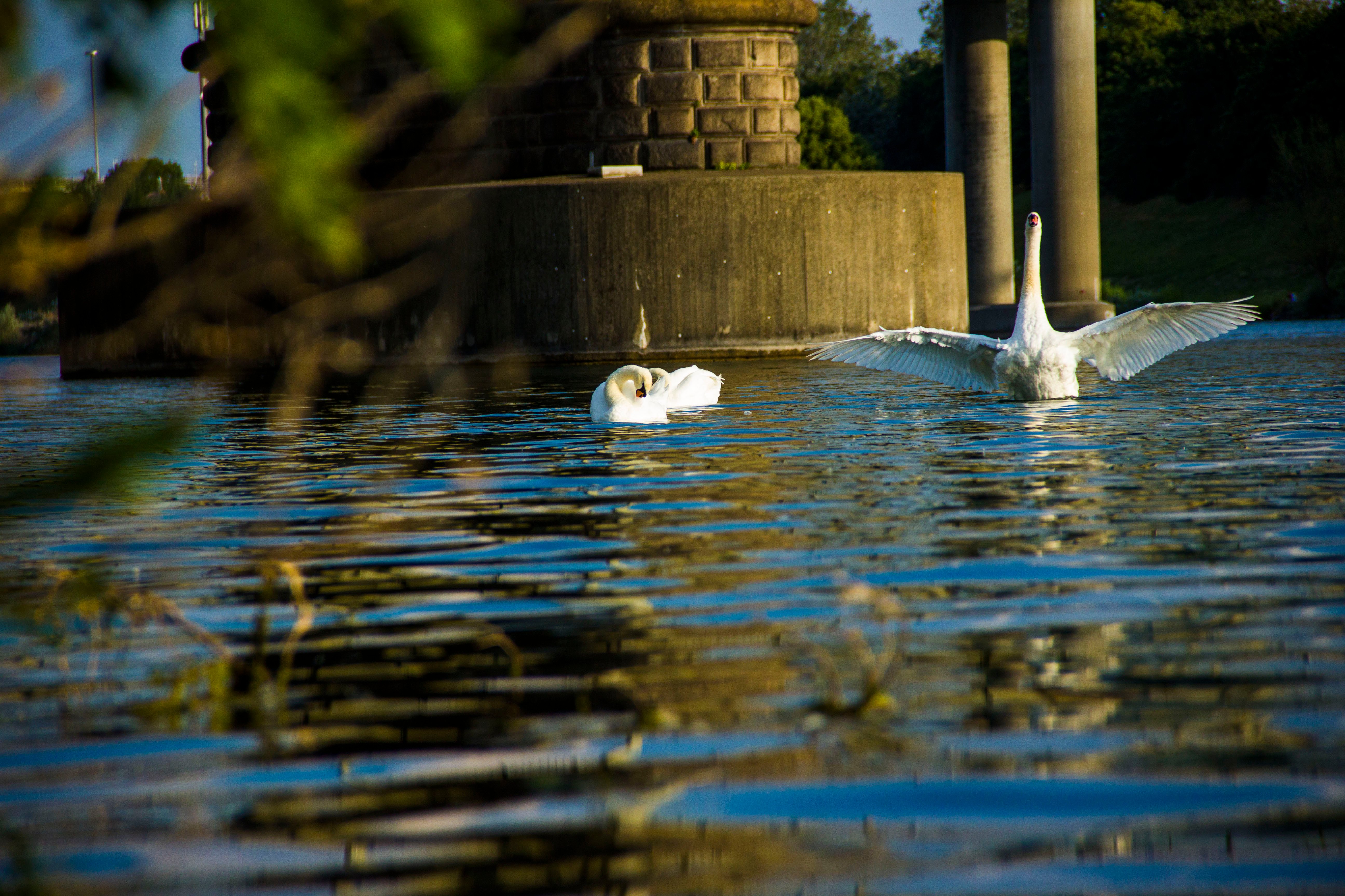 IMG_1490_swan_by_jnmarteau.JPG