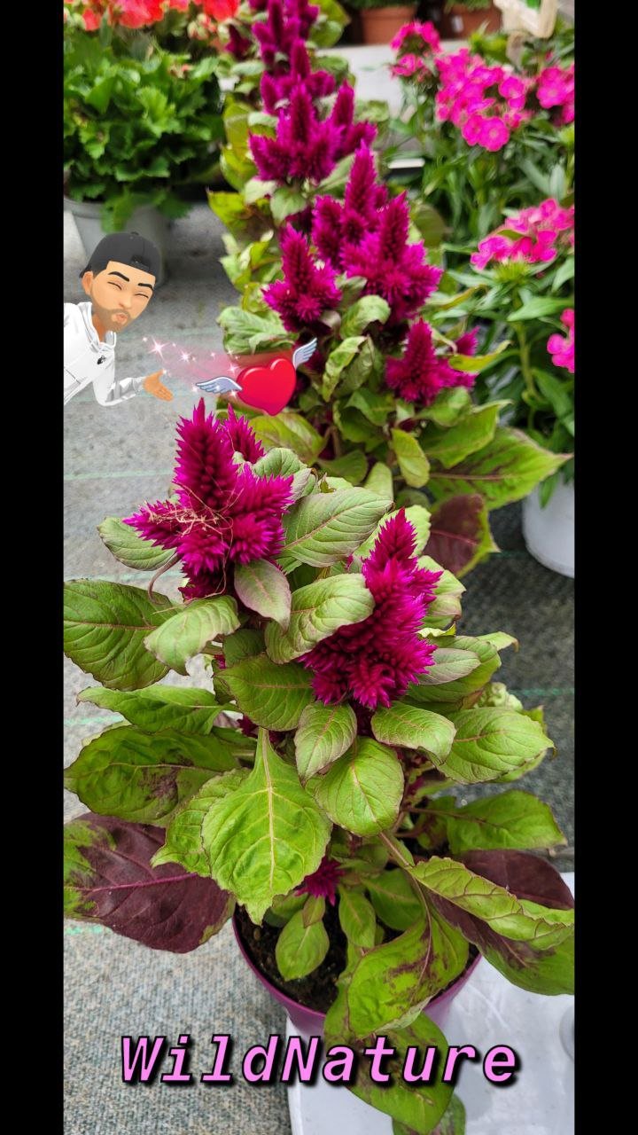 Celosia Cresta di gallo 2.jpg