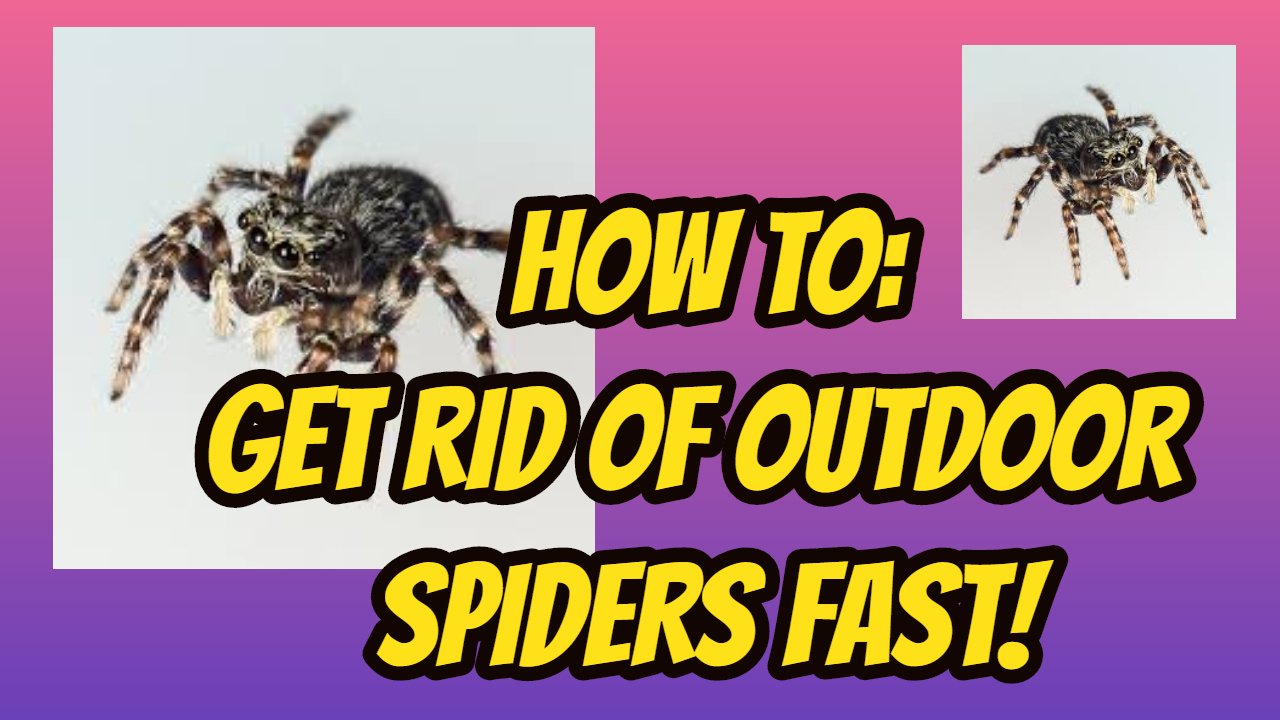 Spiders_Get_rid_of_fast_....gif