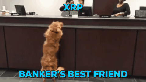 bank_dog-xrp_bankers_best_friend.gif.fdf54b6d7ea2d5dfccc74ee577027d3e.gif