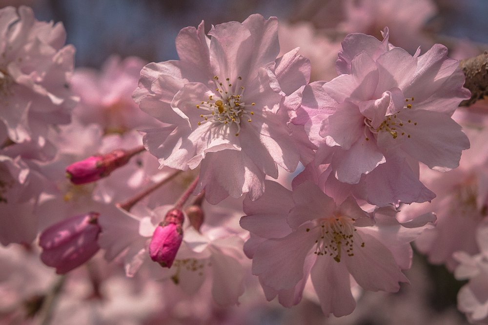 Nijo%20castle,%20kyoto,%20garden%20cherry%20blossoms%20detail%203%201.jpg