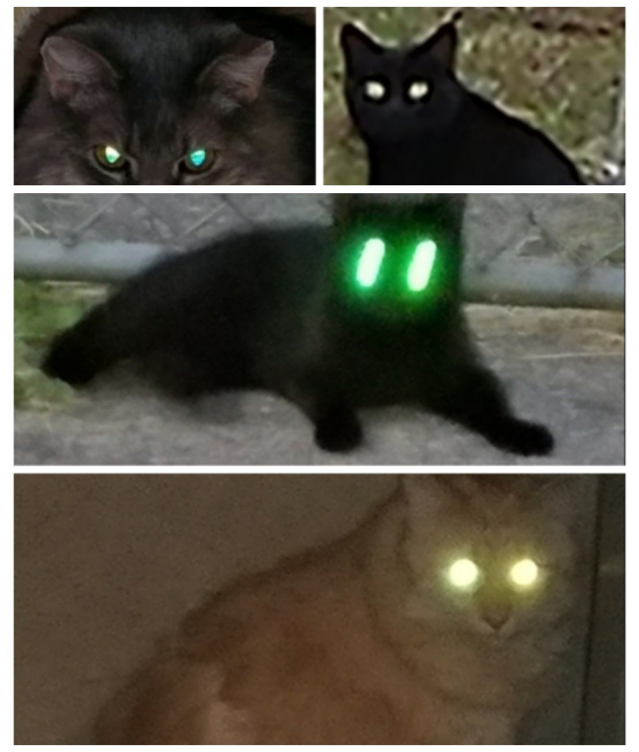 countcatculazombieeyes3.jpg