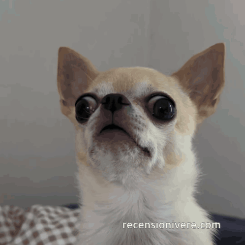 chihuahua-cane.gif
