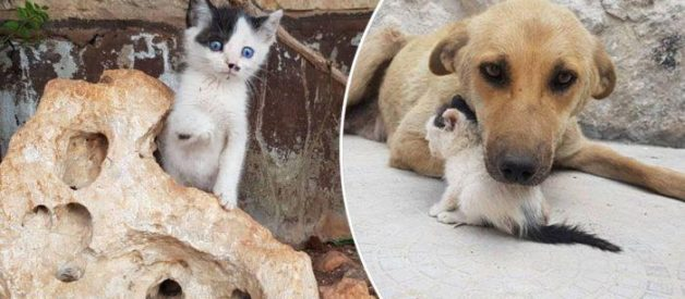 Ibu Anjing Ini Menjaga Anak Kucing Terbiar Seperti Anaknya Sendiri 