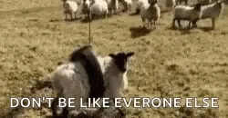 LolGoGIF.gif