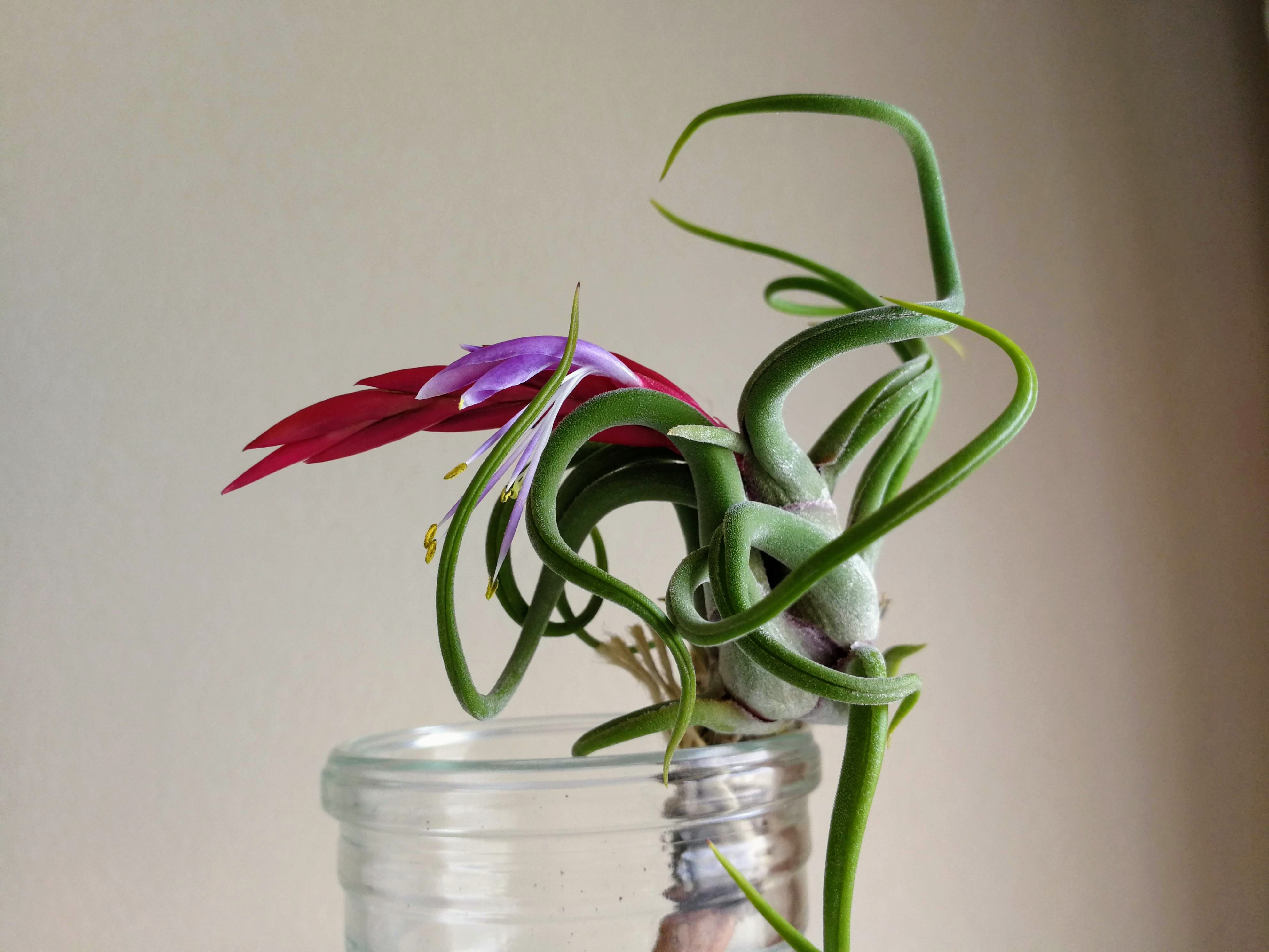 世界に一つだけのカプトメデューサエ Steemkr