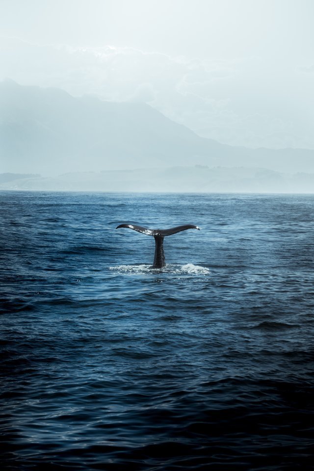 steem whale.jpg