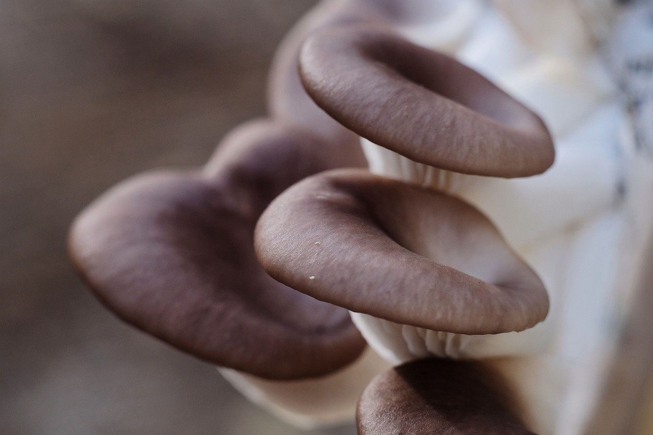 oyster-mushrooms-5725948_1280.jpg