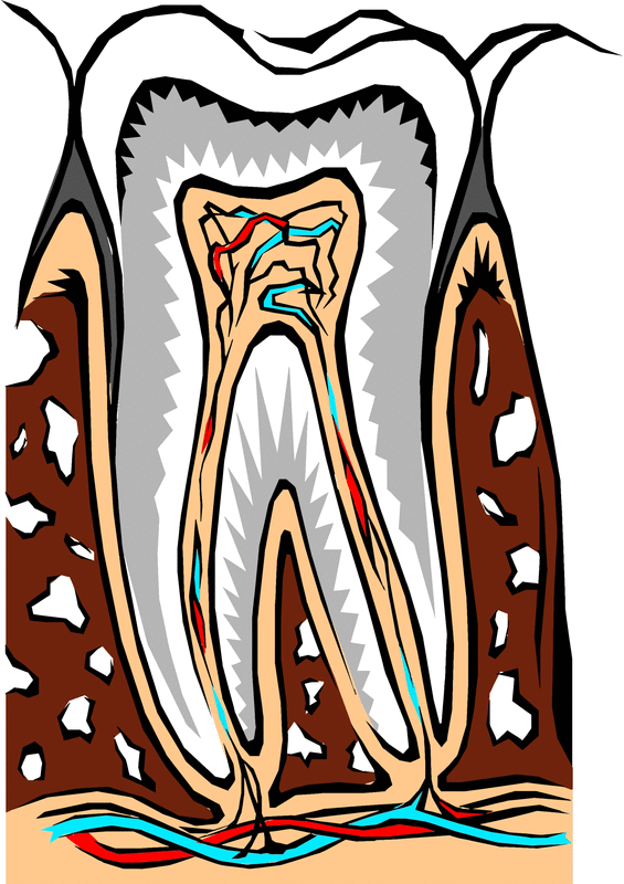 tooth-cross-section-vector-clipart_800.gif
