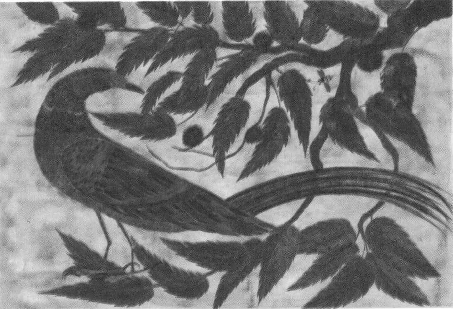 bird grey scale.jpg