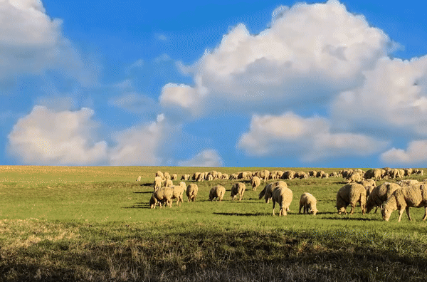ezgif.com-video-to-gif (4).gif