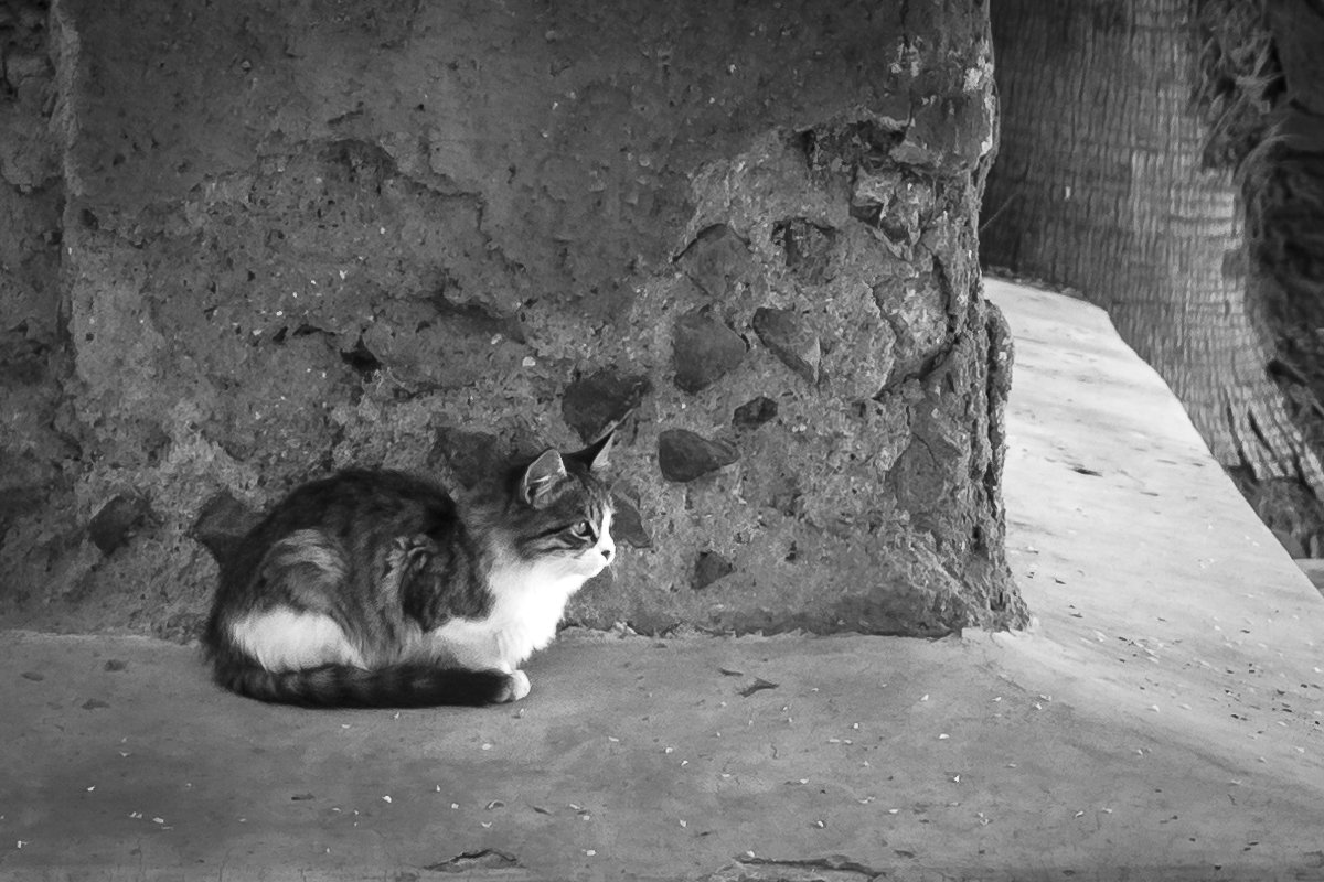 tumbas sadinas 59 cat 6 best bw 1.jpg