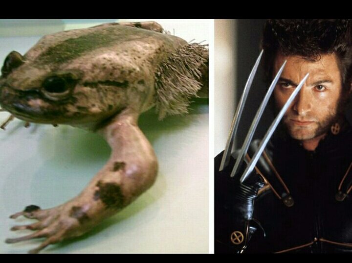 wolverine amphibian